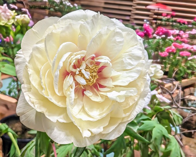 【2026年】日光街道今市宿 牡丹室内庭園